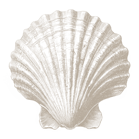 Sluitsticker met strand schelp