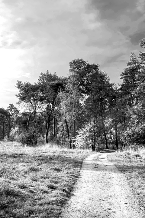 Gedachteniskaartje natuur heide