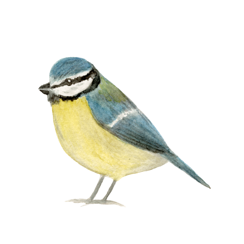 Sluitzegels Pimpelmees aquarel