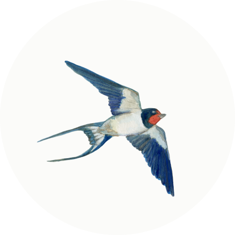 Sluitzegel Boerenzwaluw vliegend