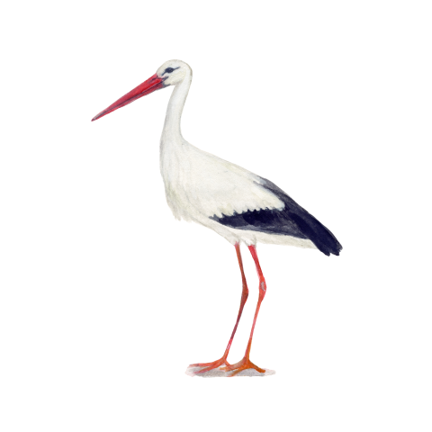 Sluitzegels Ooievaar