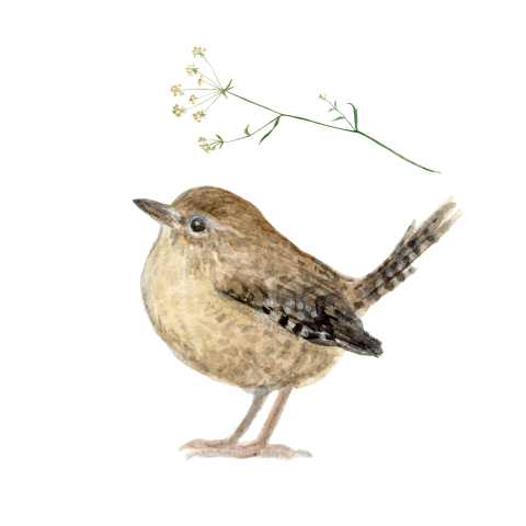 Sluitzegels Winterkoninkje aquarel en bloem