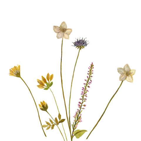 Sluitzegel Veldbloemen waterverf lila