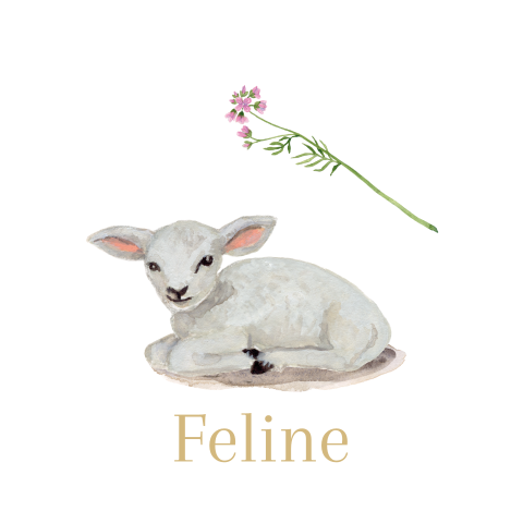 Geboortekaartje lief lammetje liggend