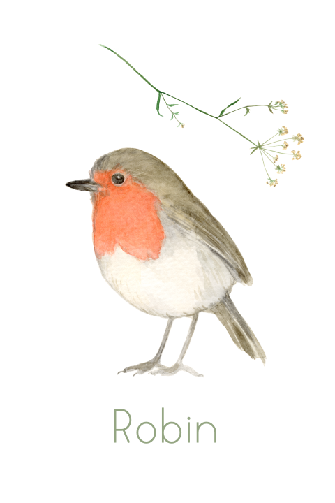 Geboortekaartje roodborstje en bloem waterverf