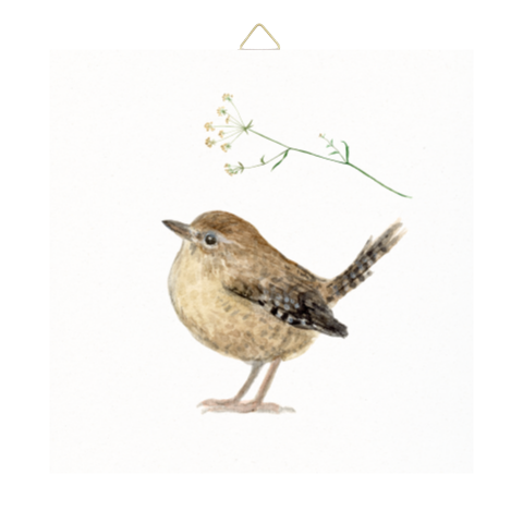 Tegeltje Winterkoninkje en schermbloem waterverf