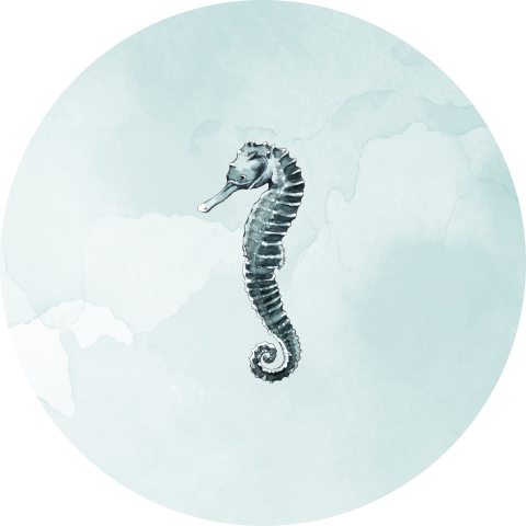 Sluitsticker zeepaardje