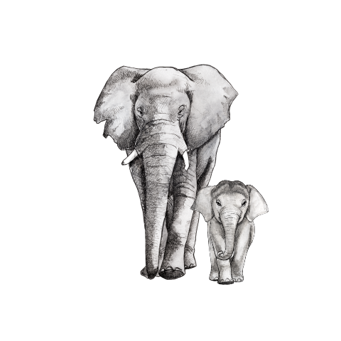 Behangcirkel Baby en Mama olifant