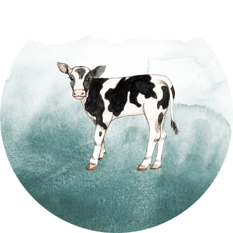Sluitsticker kalfje groen aquarel