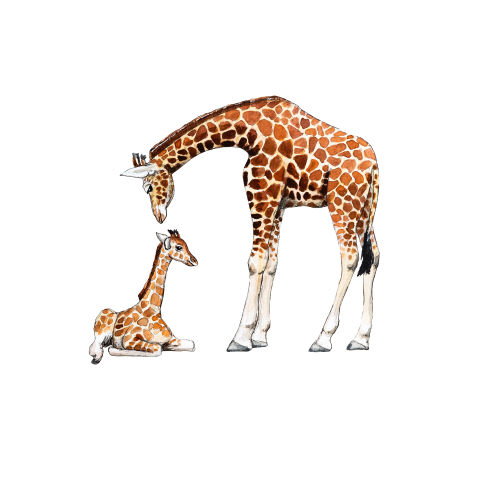Behangcirkel Baby en Mama giraffe