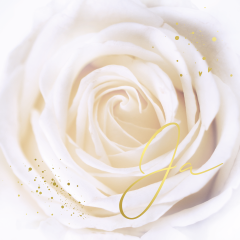 Trouwkaart witte roos goudfolie