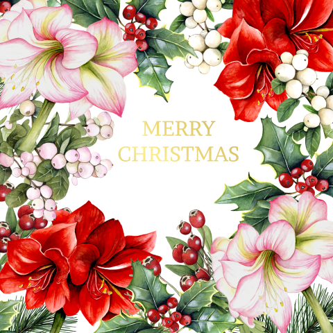 Kerstbloemen amaryllis