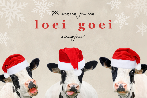 Grappige kerstkaart met koeien en kerstmutsen