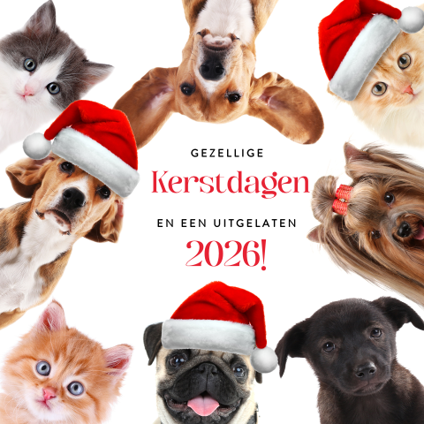Kerstkaart honden en katten met kerstmuts