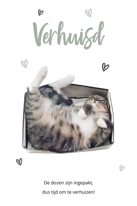 Verhuiskaart met grote kat in een kleine doos