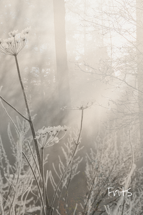 Rouwkaart met winters boslandschap in sepia - tijdloos