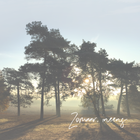 Rouwkaart met bomen en ondergaande zon