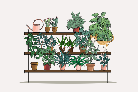 Verhuiskaart plantenrek met rode kat