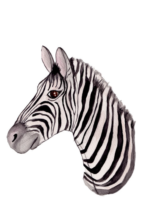 Wenskaart Zebra