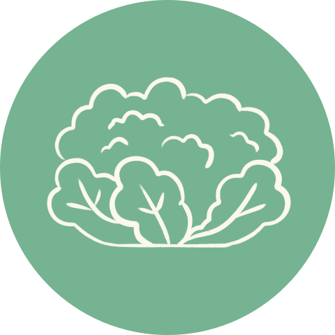 Sluitzegel groen bloemkool