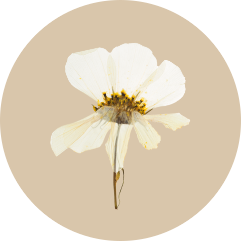 Sluitzegel sluitsticker droogbloem trouwen wit
