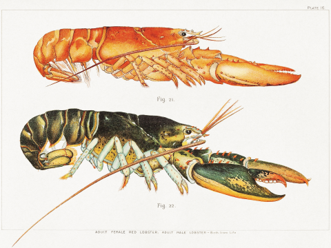 Affiche du Homard Américain par Francis Hobart