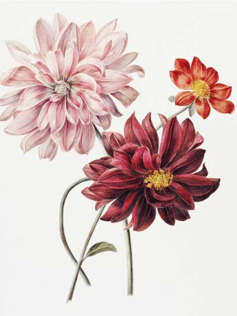 Affiche de dahlias par Willem Hekking