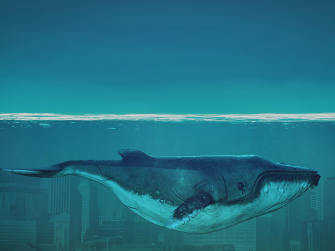 Affiche Baleine