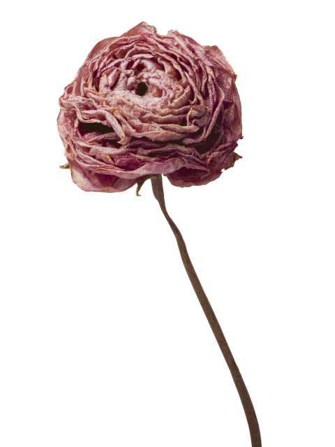 Affiche fleur rose séchée