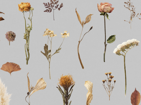 Affichez une fleur séchée et une feuille à motifs.