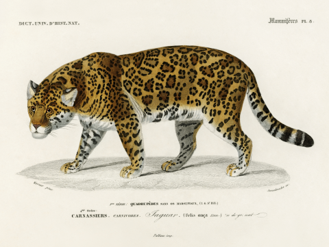 Affiche Jaguar illustrée par Charles Dessalines D'Orbigny