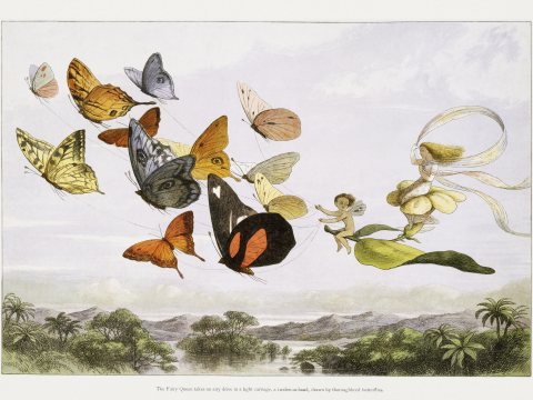 Affichez la Reine des Elfes dans un chariot tiré par des papillons