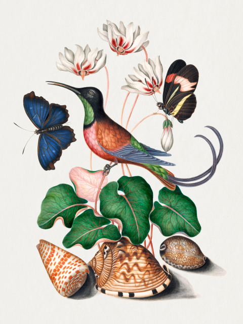 Affiche Topaz Kolibri de James Bolton