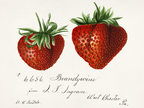 Affiche de fraises (Fragaria) par Deborah Griscom Passmore