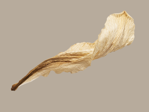 Affiche Fleurs de lys séchées