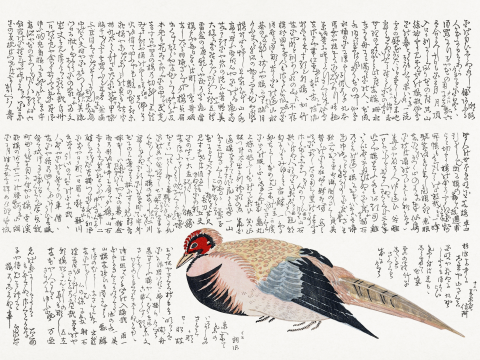 Affiche Faisan japonais