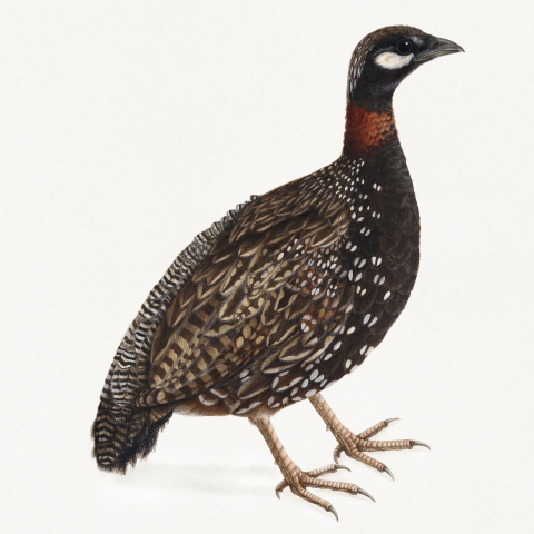 Affiche Oiseau Perdrix Noire