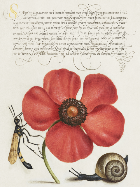 Affiche Mollusque, Anémone et Grue volent de Mira Calligraphiae