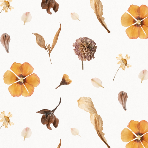 Affiche Fleur séchée et feuilles