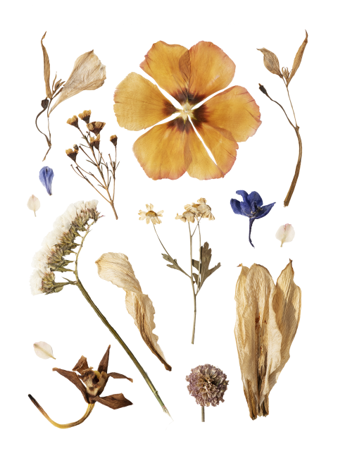 Collection d'affiches de fleurs séchées sur un mur blanc