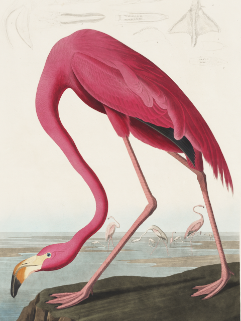 Affiche Rosa Flamingo de John James Audubon