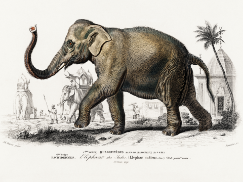 Affiche de l'éléphant asiatique par Charles Dessalines