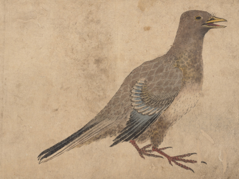 Affiche Pigeon de Katsushika Hokusai