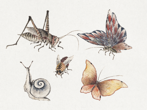 Affiche des insectes de Katsushika Hokusai