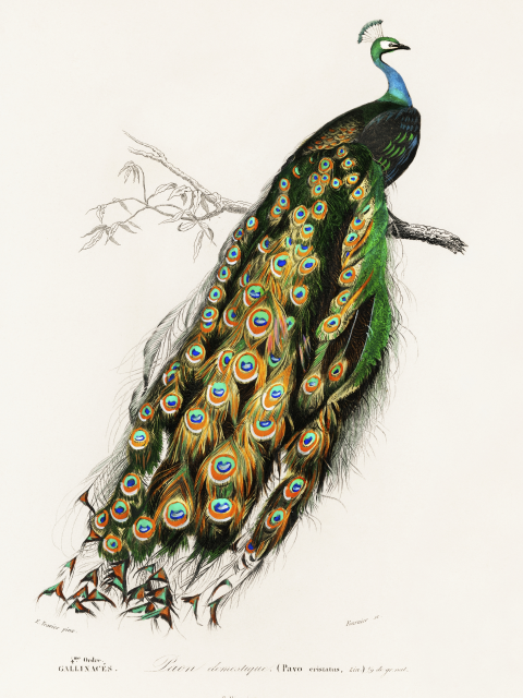 Affiche du paon indien par Charles Dessalines D'Orbigny