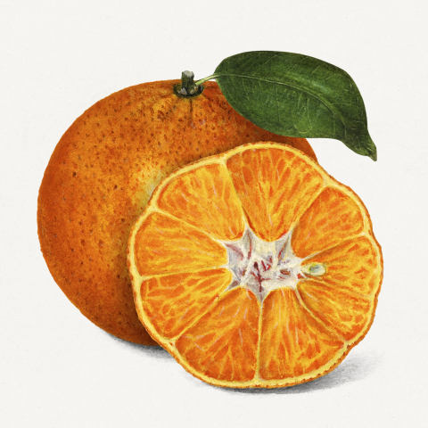 Affiche d'illustration d'oranges et de mandarines