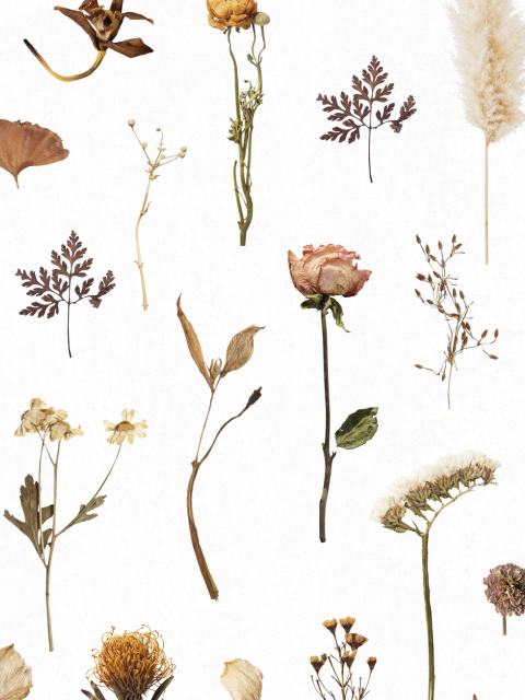 Affiche Maquette de fleur séchée avec motif sur fond blanc