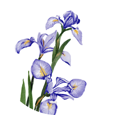 Sluitsticker met irisbloem.