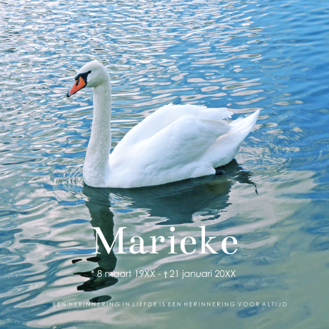 Rouwkaart met zwaan in het water natuur dieren