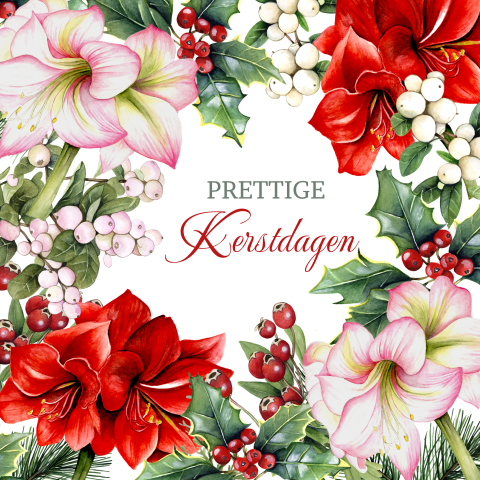 Kerstkaart met amaryllis